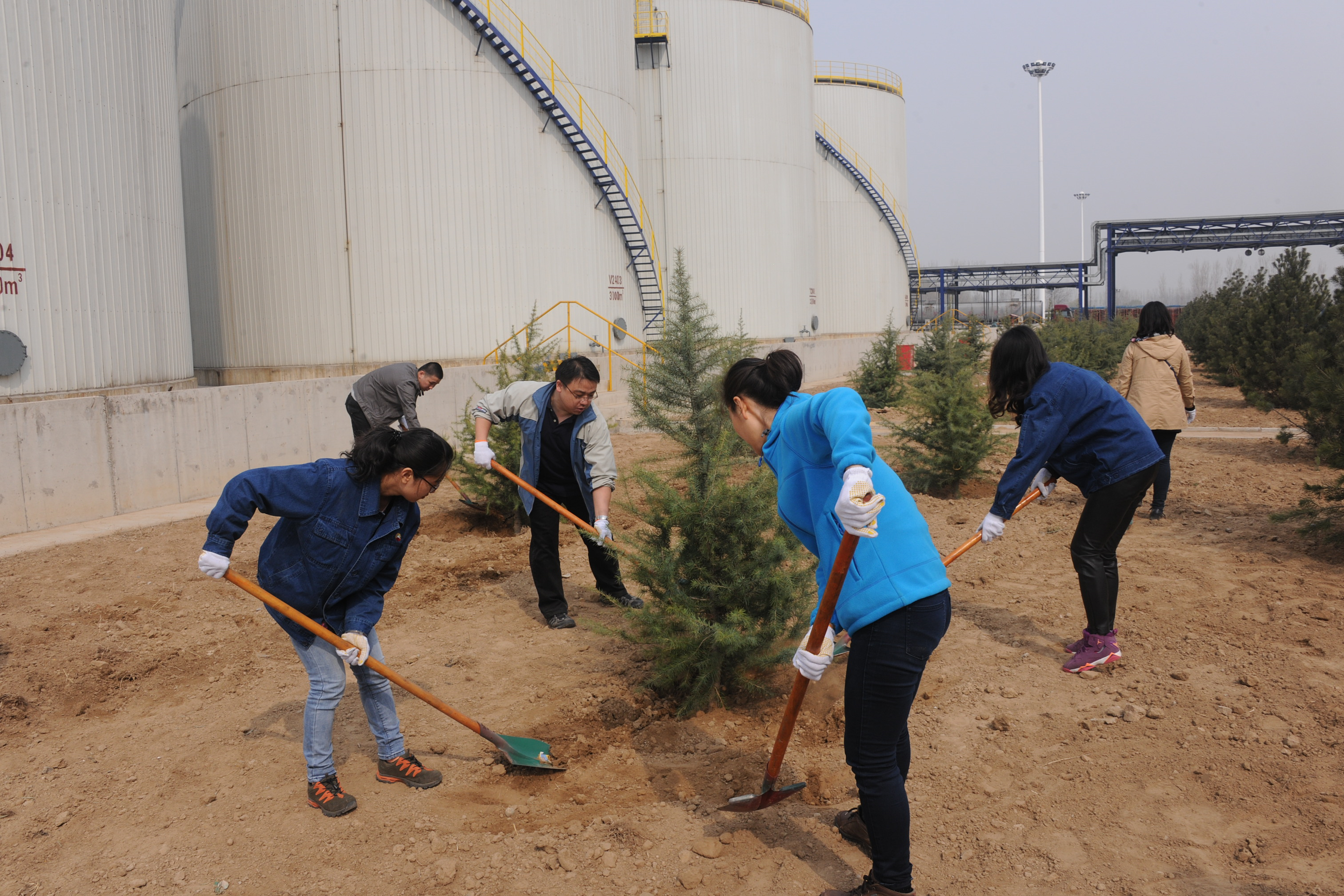 Company Organizes Headquarters Staff to Carry Out Tree Planting at the Beijing Plant